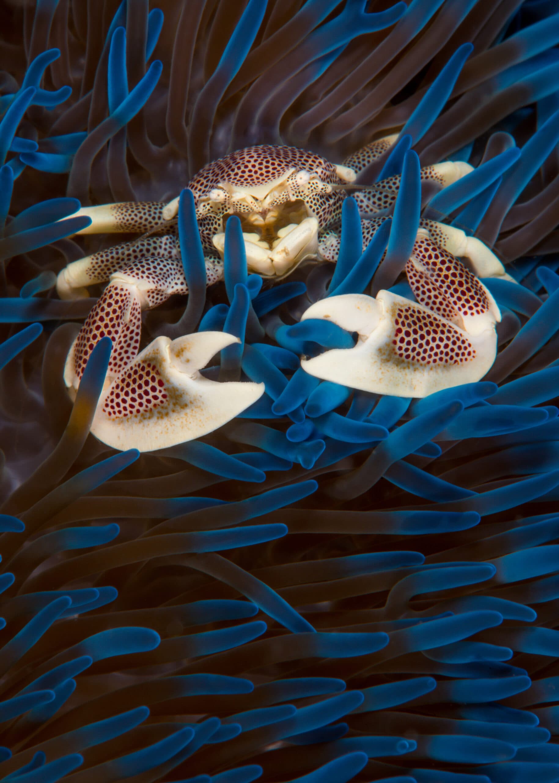 Crab