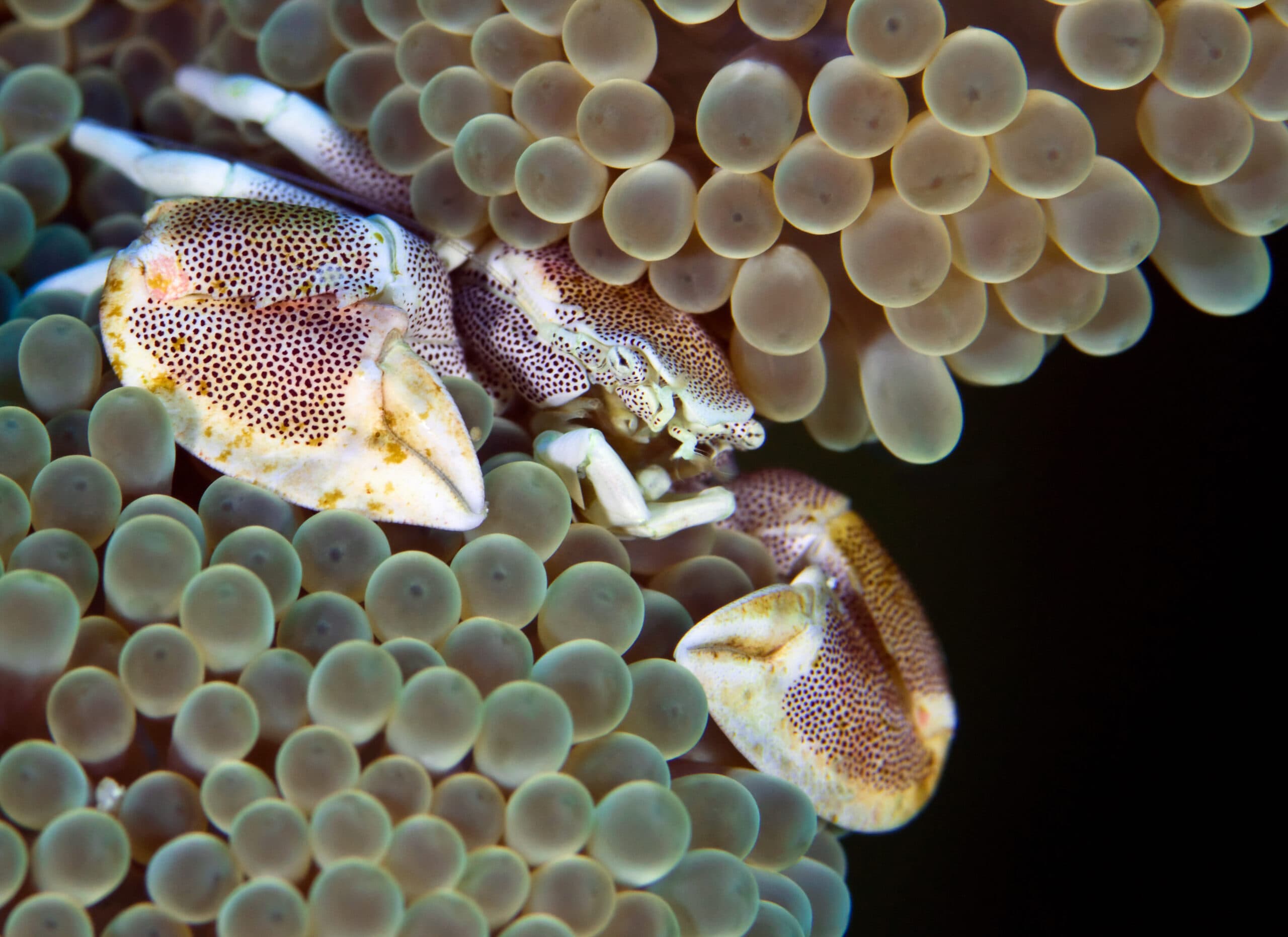 Anemone crab hiding in its anemone. Underwater macro photography. Philippines