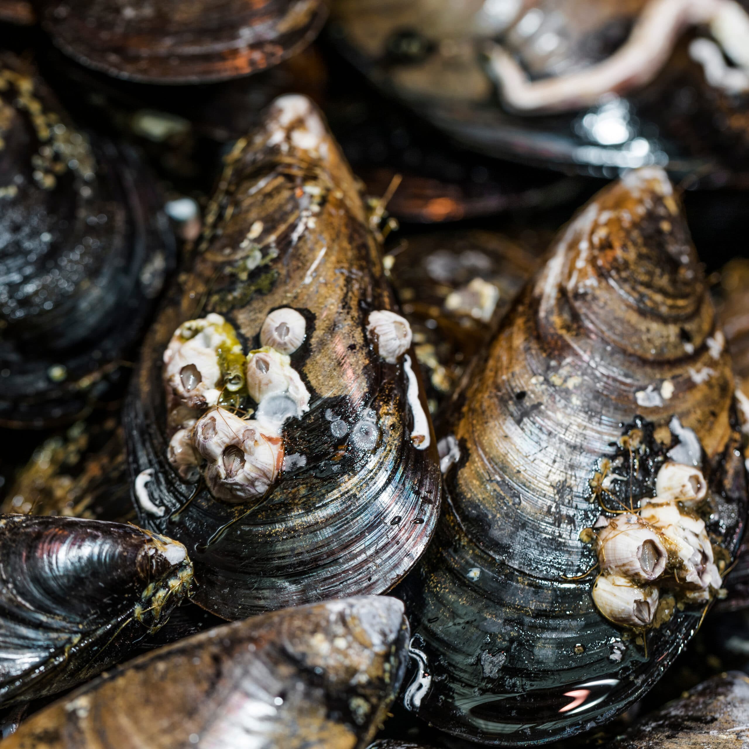 Shells