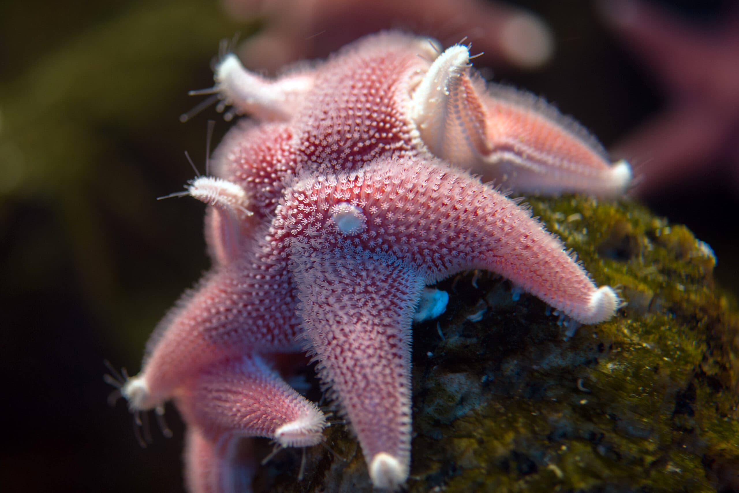 antarctic cushion star underwater close up