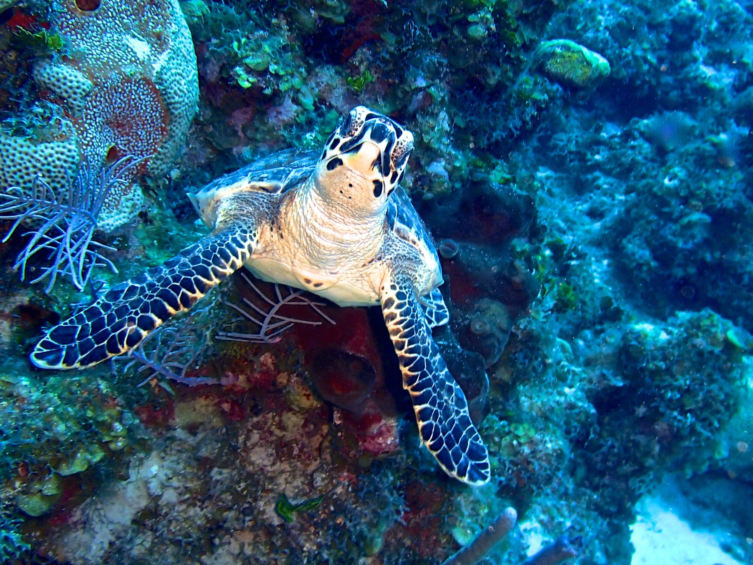 Turtle