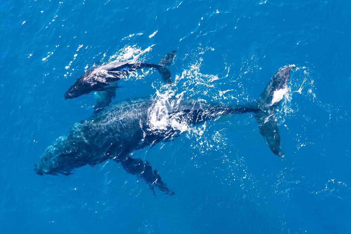 humpback-whales
